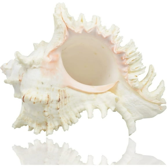 Large Natural Sea Shells, Huge Ocean Conch 7-8 Inches Jumbo Seashells Perfect for Wedding Decor Beach Theme Party, Home Decorations,DIY Crafts, Fish Tank and Shell Collectors