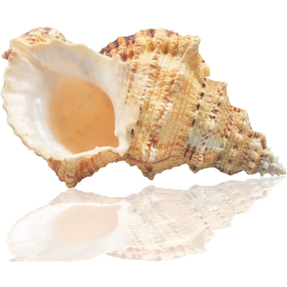 Large Natural Sea Shells, Huge Ocean Conch 7-8 inches Jumbo Seashells Perfect for Wedding Decor Beach Theme Party, Home Decorations,DIY Crafts, Fish Tank and Shell Collectors (Color 5)