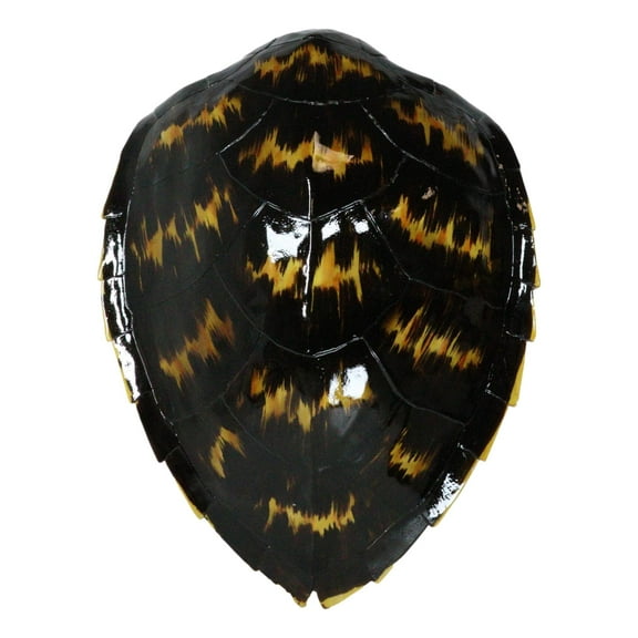 Large Nautical Marine Black Tone Faux Hawksbill Turtle Shell Replica Wall Decor