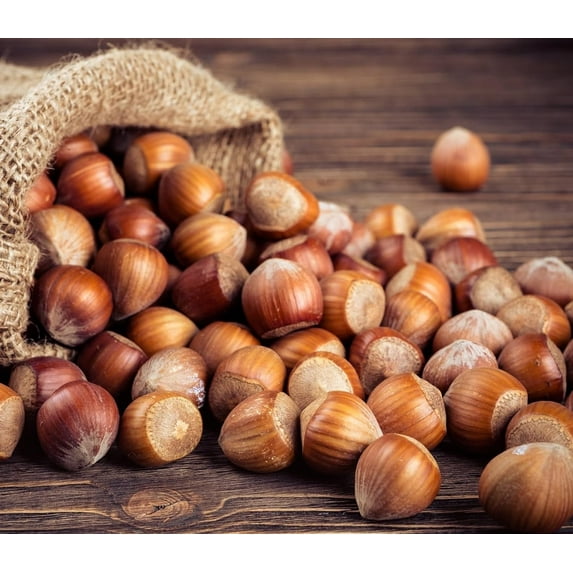 Large Oregon Hazelnuts in Shell 1 Pound