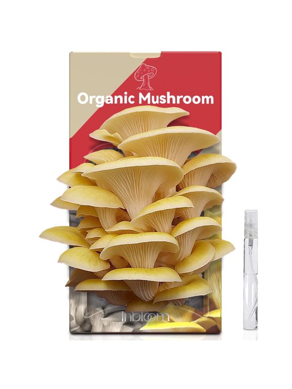 Large Organic Golden Oyster Mushroom Growing Kit Easy Yellow Mushroom Kit for Beginners, Grow and harvest fresh mushrooms at home in just 10 days
