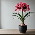thumbnail image 1 of Large Pink Amaryllis Bulb for Planting Easy to Grow Revelation Pink Amaryllis 3 Bulbs, 1 of 5
