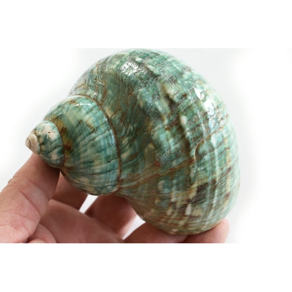 Large Polished Jade Turbo (3.5 - 4") 1.75" opening Beach Crafts Nautical Decor Large Hermit Crabs