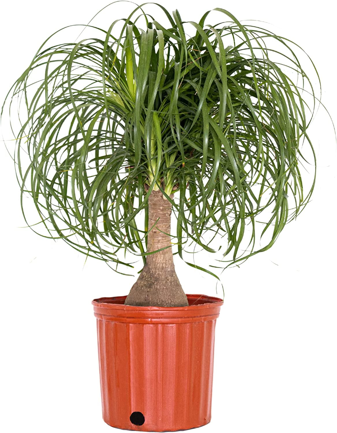 Large Ponytail Palm Bonsai Plant With Stump, Elephants Foot Indoor