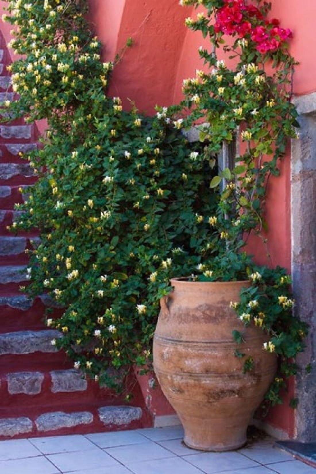 Large Pot With Honeysuckle Vine Santorini Greece Canvas Art - Jaynes Gallery DanitaDelimont (11 x 17)