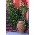 thumbnail image 1 of Large Pot With Honeysuckle Vine  Santorini  Greece Poster Print by Jaynes Gallery (11 x 17), 1 of 1