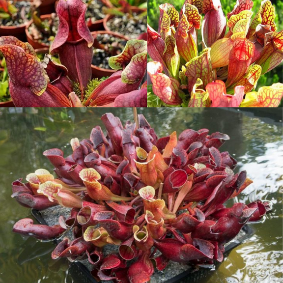 Large Purple Pitcher Plant in 3'' Pot, Live Plant, Well-Started Pitcher Terrarium Plants, Well-Started Pitcher Plants Terrarium Live