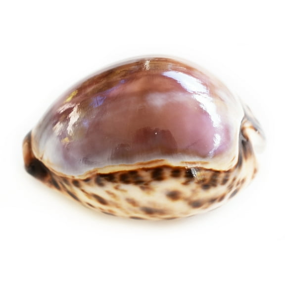 Large Purple Top Tiger Cowrie Shells Seashell 3" Beach Crafts Nautical Decor Art