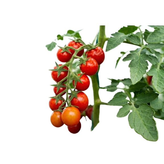 Large Red Tomato Pack Germination Vegetable for Garden,Self Sufficient Growing