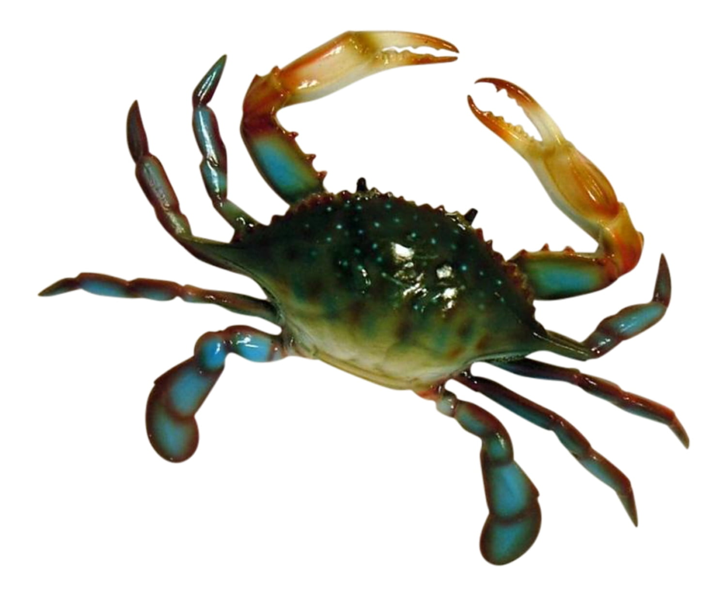 Large Blue and Green Resin Maryland Crab Wall Decor