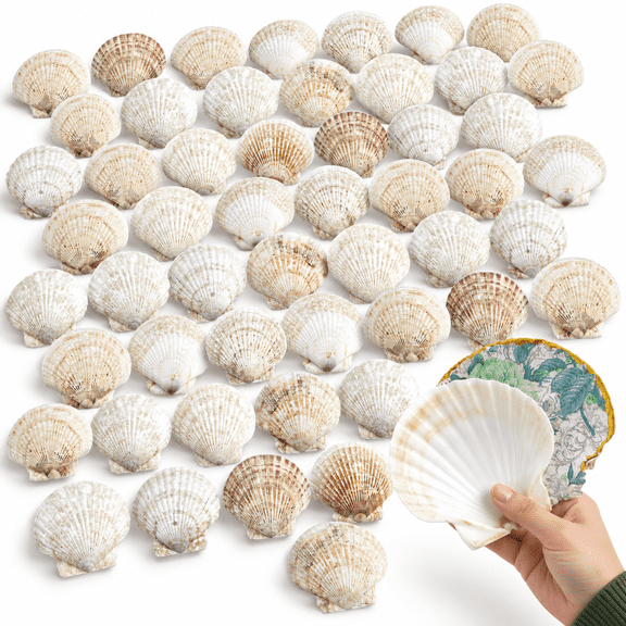 Large Scallop Shells for Crafts, 4''-4.5'' Bulk Pack of 72 White Seashells