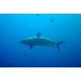 thumbnail image 1 of Large Shark With Remora Swimming Below. Near Palau. History (36 x 24), 1 of 1