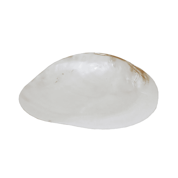 beachcombers coastal life Large Shell Trinket Dish