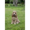 thumbnail image 1 of Large Sitting Cream Cockapoo, 1 of 5