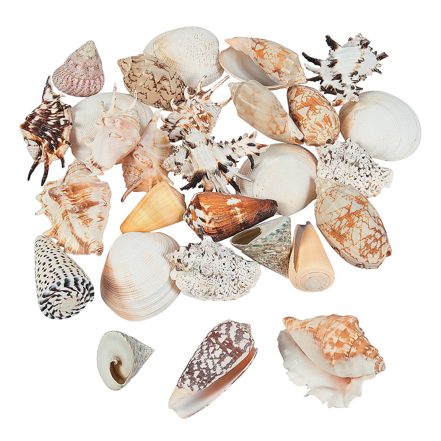 Large Assorted Natural Seashells for Crafting and Decor