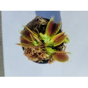 Large Sized Big Mouth Venus Flytrap - Fly Trap - Dionaea Muscipula Carnivorous Plant 3 inch Pot