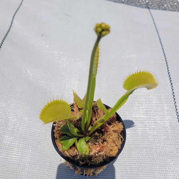 Large Sized Towering Giant Venus Flytrap - Fly Trap - (Dionaea Muscipula) Carnivorous Plant 3 inch Pot