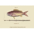 thumbnail image 1 of Large Snapper & Tobacco Pipe Fish-Fine Art Canvas Print (20" x 30"), 1 of 1