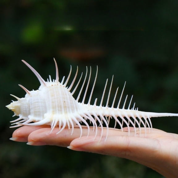 Large Spiny Conch Shell 12 to 15CM Sea Shell Aquarium Decor Coastal Display Beach Theme Home Ornament Tank Decoration