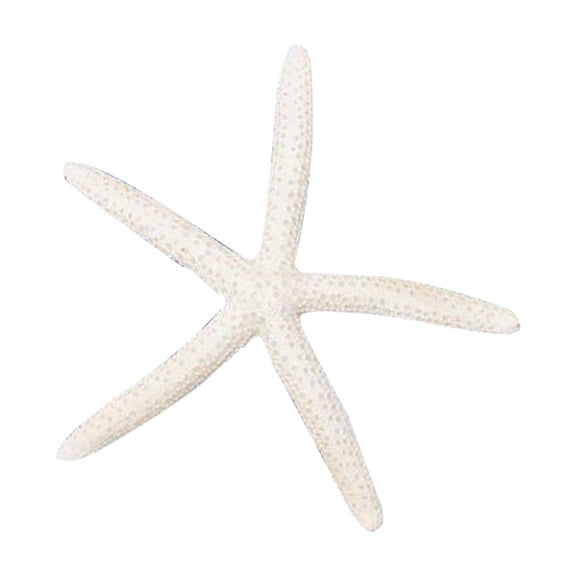 Large Starfish and Scallop Shells for Crafts, Natural Beach SeaShells for Diy Crafting Baking, Perfect for White Christmas Decor Beach Theme Party Wedding ZZyuan