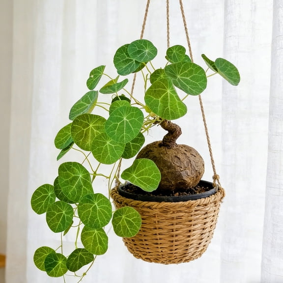 Large Stephania Erecta Caudex‑Low Maintenance‑Ideal for Hydroponic, Plant Pots & Planters