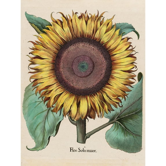 Large Sunflower Flos Solis Maior Extra Large Art Print Wall Mural Poster Premium XL