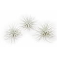 thumbnail image 1 of Large Tectorum Ecuador Air Plant - Live Tillandsia Succulent House Plants - Available in Wholesale and Bulk - Home and Garden Decor - Easy Care Indoor and Outdoor Plants (Large-3 PCs), 1 of 12