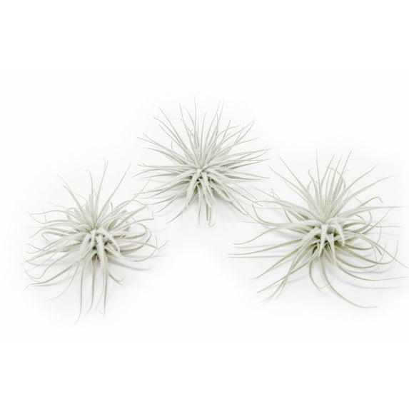 Large Tectorum Ecuador Air Plant - Live Tillandsia Succulent House Plants - Available in Wholesale and Bulk - Home and Garden Decor - Easy Care Indoor and Outdoor Plants (Large-3 PCs)