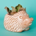 thumbnail image 1 of Large Terracotta Hedgehog Pot, 1 of 4