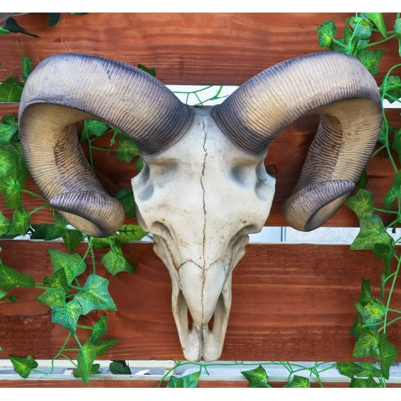 Large Texas Corsican Ram Skull And Horns Wall Trophy Nature's Taxidermy 15"Wide