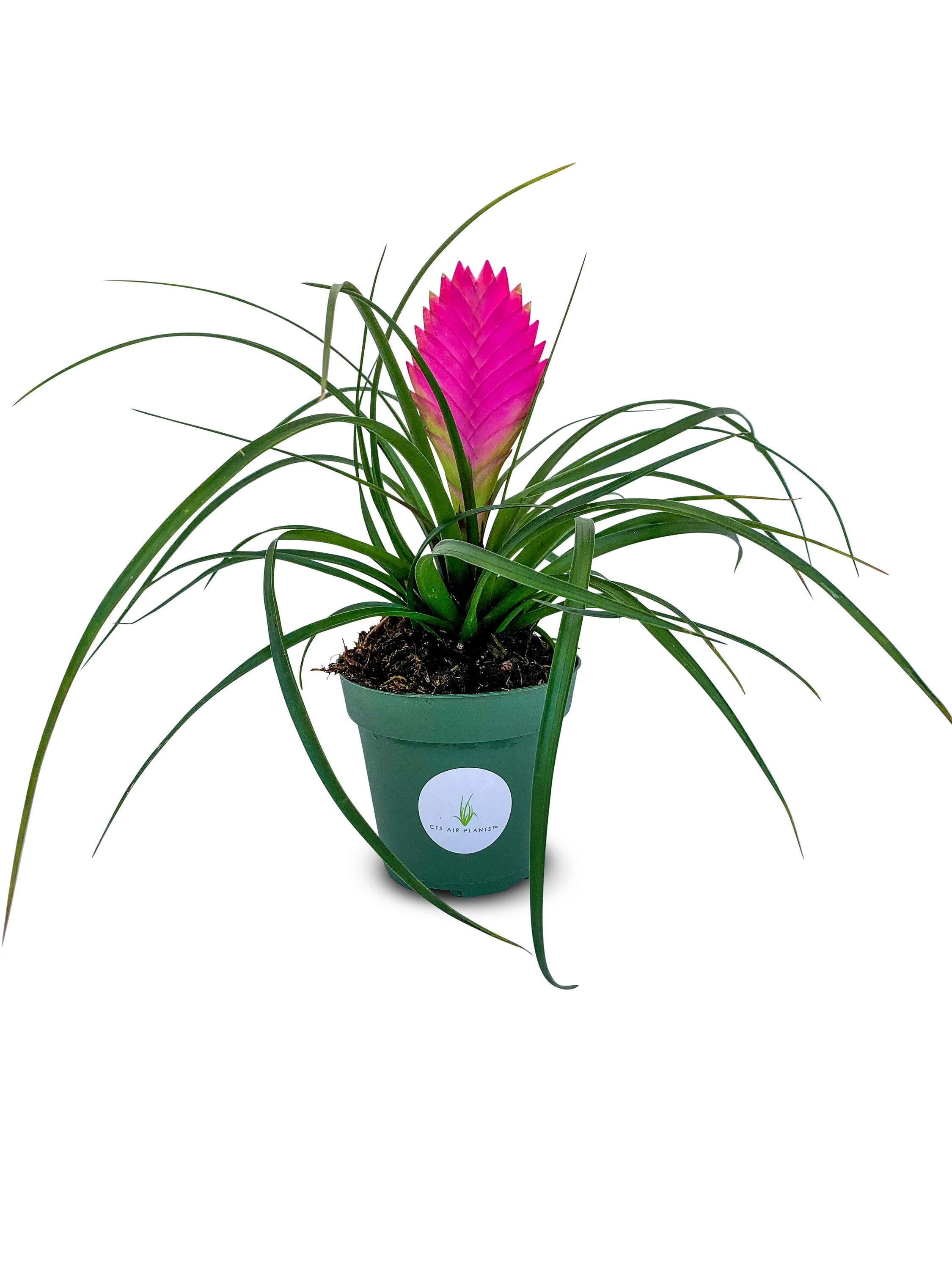 Large Tillandsia Cyanea Pink Quill Air Plants House Plants in 4" Pot