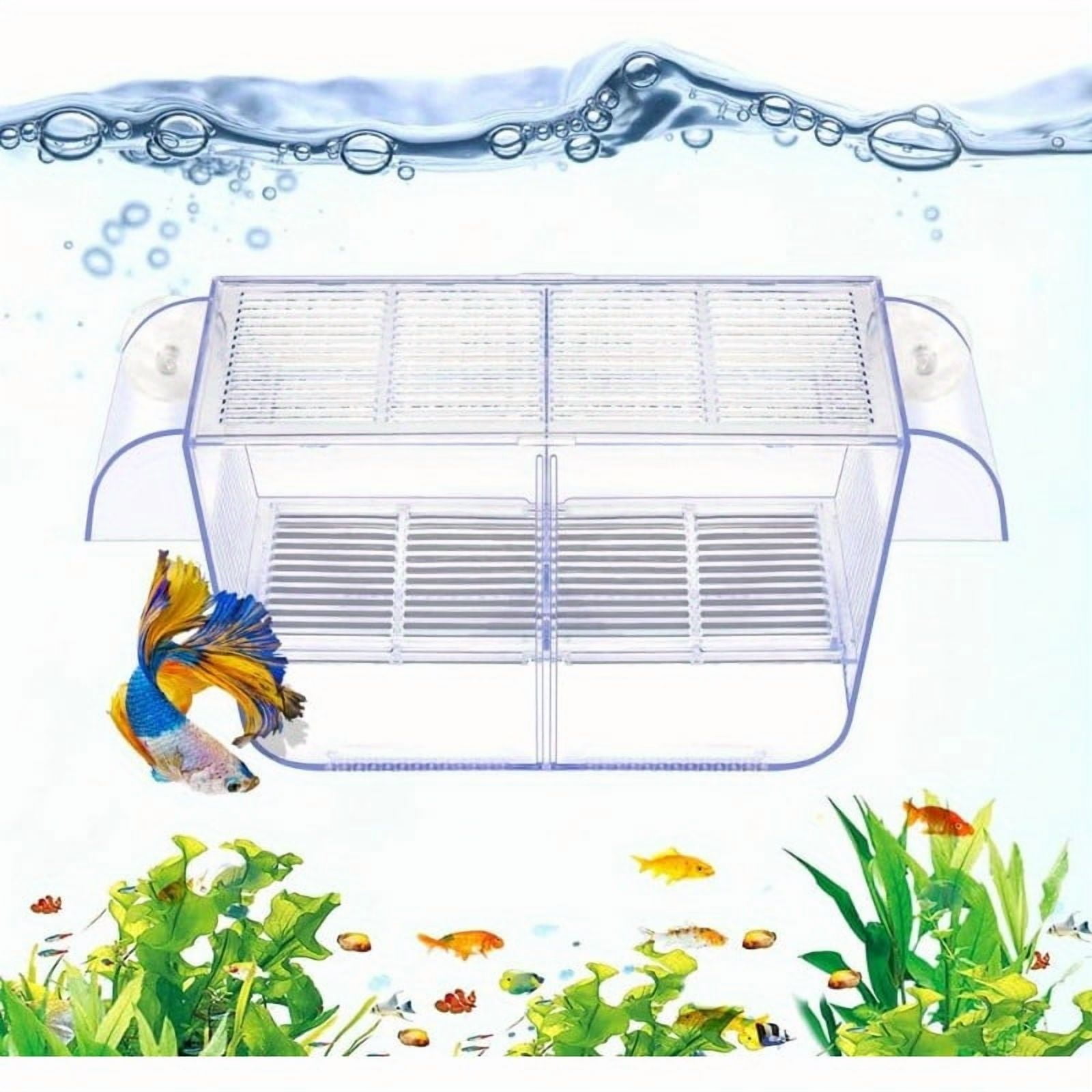 Betta Breeding Cage Use: Essential Tips for Successful Spawning