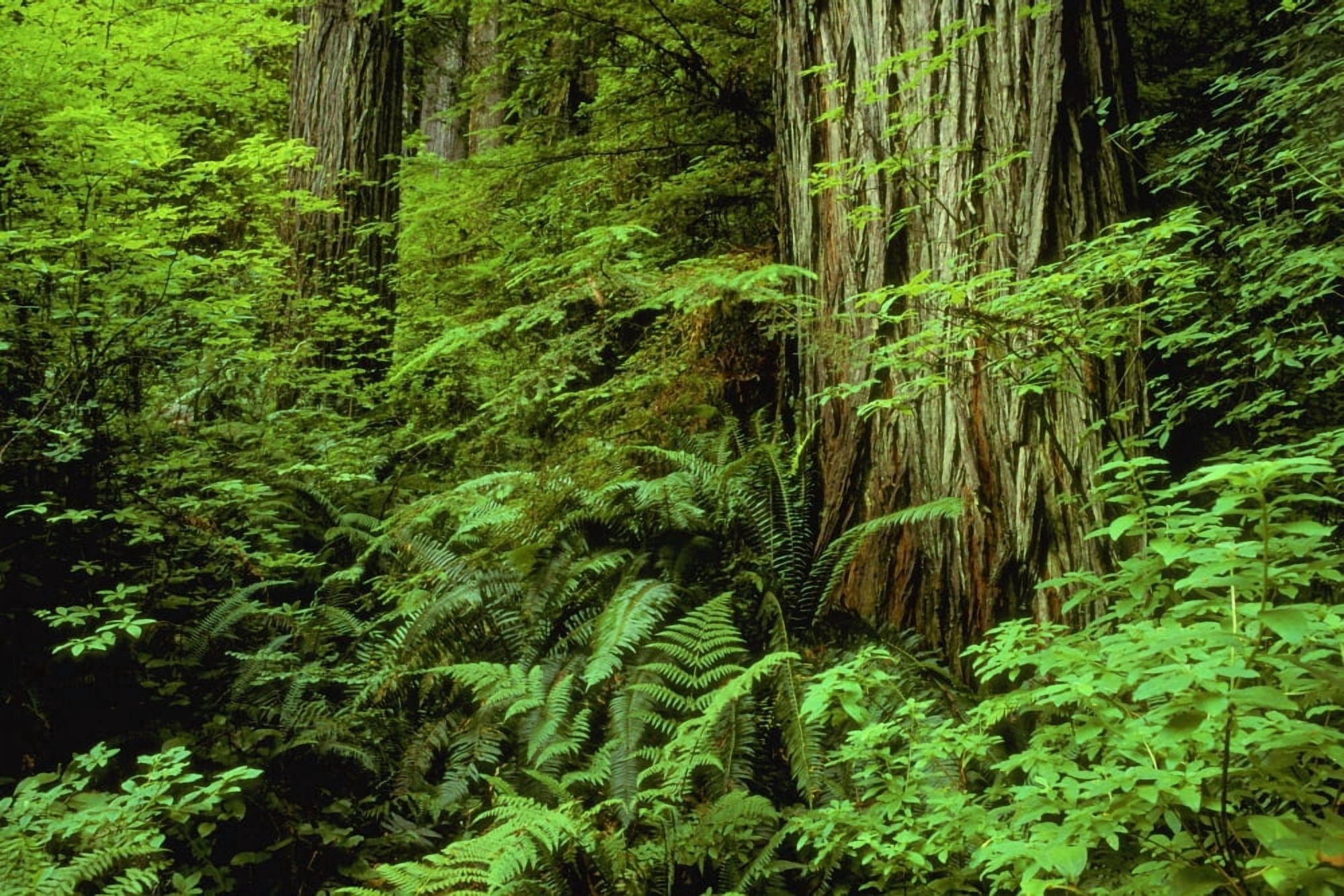 Large Tree Trunks And Forest Floor Canvas Art - Don Hammond Design Pics (17 x 11)