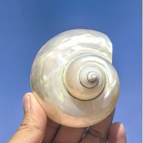 Large Turbo Shell 10 to 11cm Natural Sea Shell Spiral Conch Hermit Crab Replacement Aquarium Decor Opening 5cm