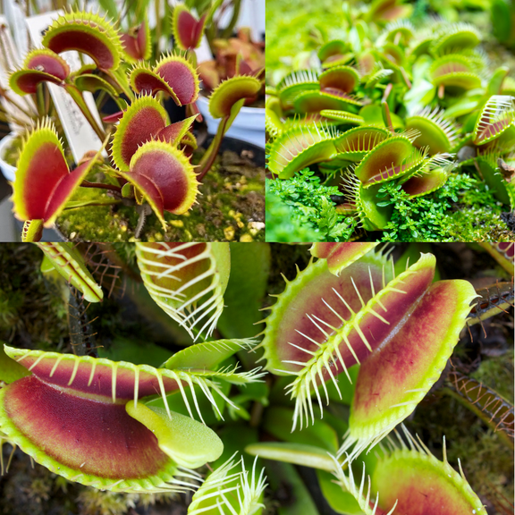 Large Venus Flytrap Live Plant in 3'' Pot, Venus Fly Trap Plant, Venus Fly Trap Terrarium Plants, Well-Started Fly Trap Plants Terrarium Live, Dionaea Muscipula