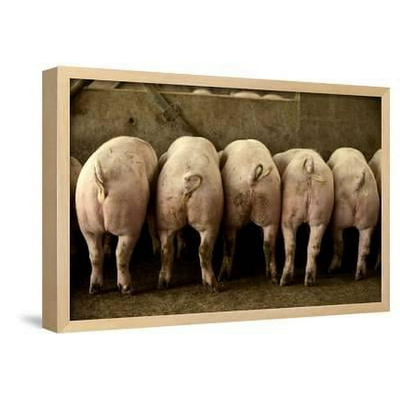 Large White Pigs Rear View, Lined Up in Pen, Framed Art Print Wall Art Sold by Art.Com