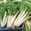 thumbnail image 1 of Large White Ribbed Swiss Chard Seeds - 4 Oz ~4400 Seeds - Non-GMO - Vegetable Garden, Growing Microgreens - Beta vulgaris, 1 of 1