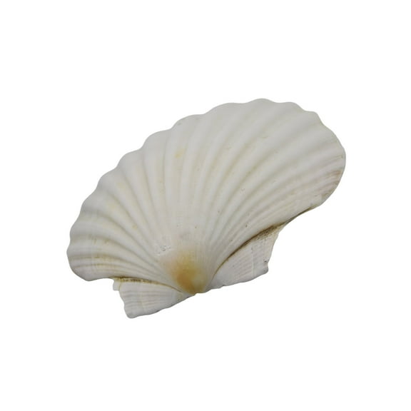 Large White Scallops Shells for Painting and Beach Wedding Decors Natural White Seashells 3-5