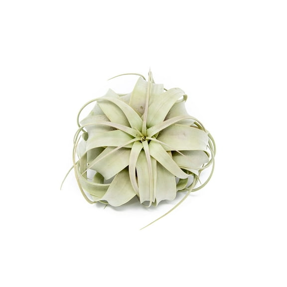 Large Xerographica Air Plants 5 to 7 Inch Wide - Live Tillandsia Succulent House Plants - Available in Wholesale and Bulk - Home and Garden Decor - Easy Care Indoor and Outdoor Plants (1 PC)
