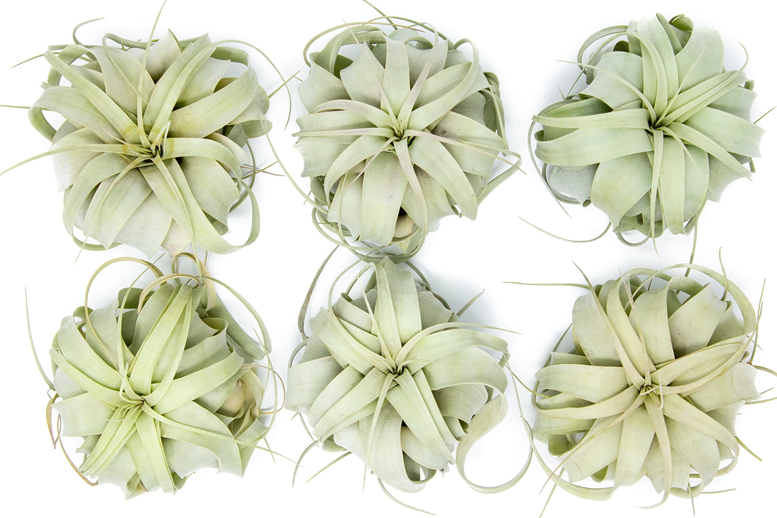 Large Xerographica Air Plants 5 to 7 Inches - Live Tillandsia Succulent House Plants - Available in Wholesale and Bulk - Home and Garden Decor - Easy Care Indoor and Outdoor Plants (Pack of 6)