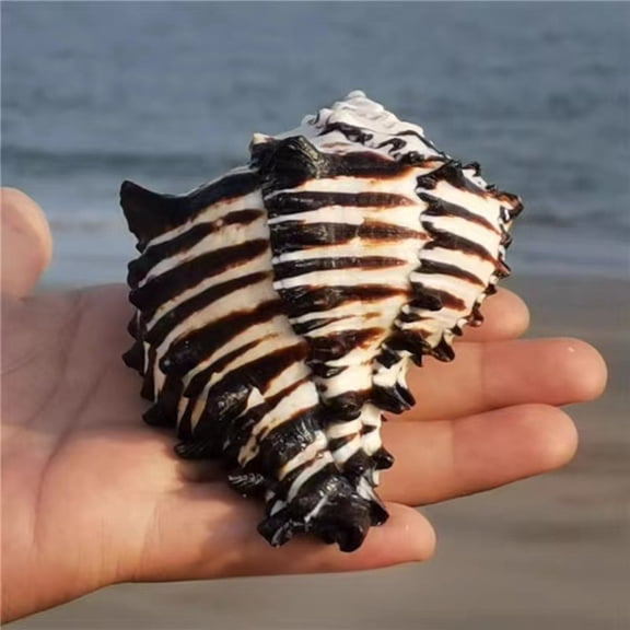 Large Zebra Conch Shell 14 to 15cm Aquarium Decor Marine Style Replacement Ornament Coastal Craft Display Specimen