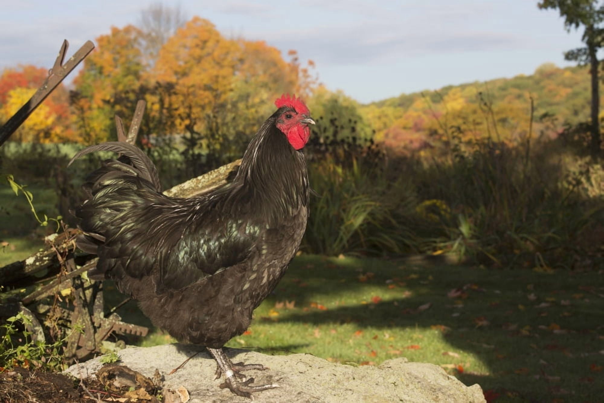 Large black Australorp perched on rock by old wooden plough in autumn Higganum Connecticut United States of America Canvas Art - Lynn Stone Design Pics (19 x 12)