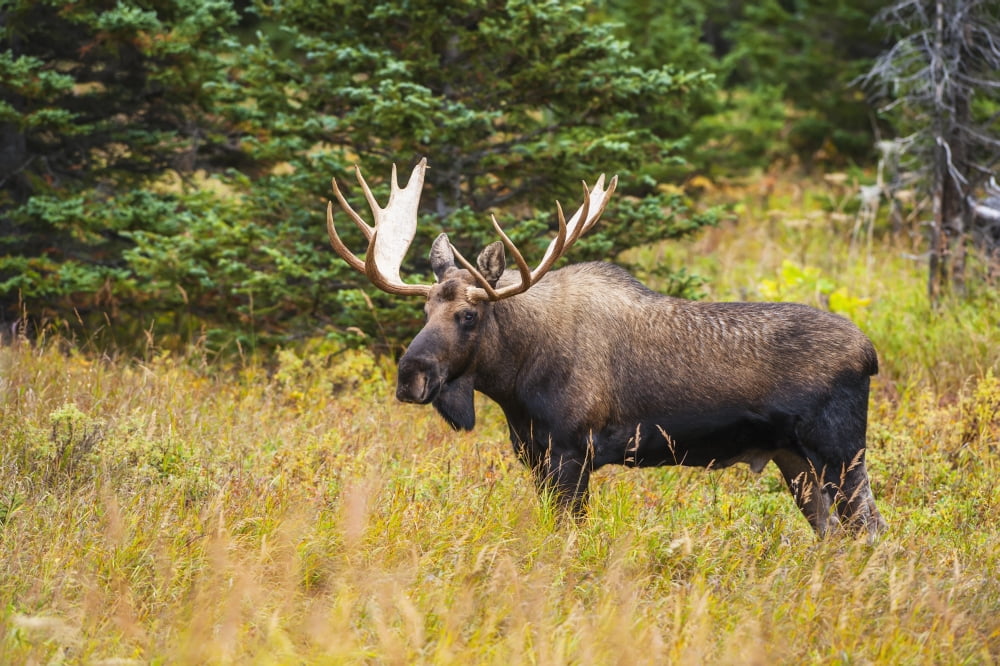 Large bull moose in rut emerges from a stand of trees at Powerline Pass in the Chugach State Park near Anchorage Southcentral Alaska Canvas Art - Michael Jones Design Pics (19 x 12)