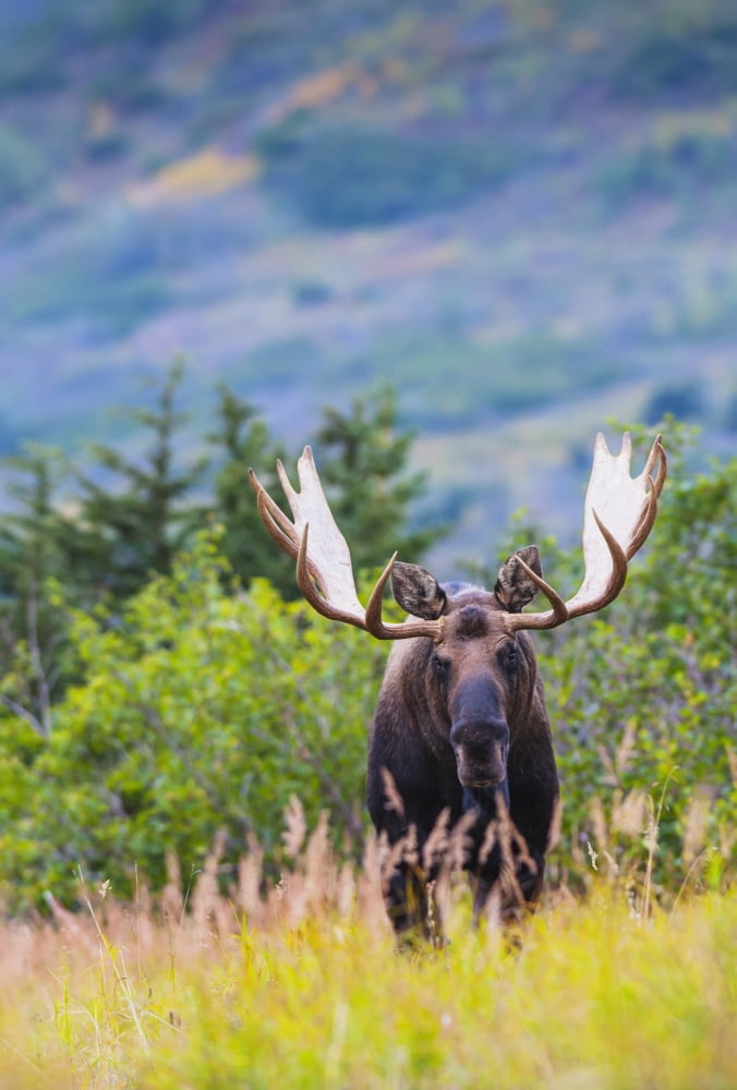 Large bull moose standing in brush near Powerline Pass in the Chugach State Park near Anchorage Southcentral Alaska Canvas Art - Michael Jones Design Pics (12 x 18)