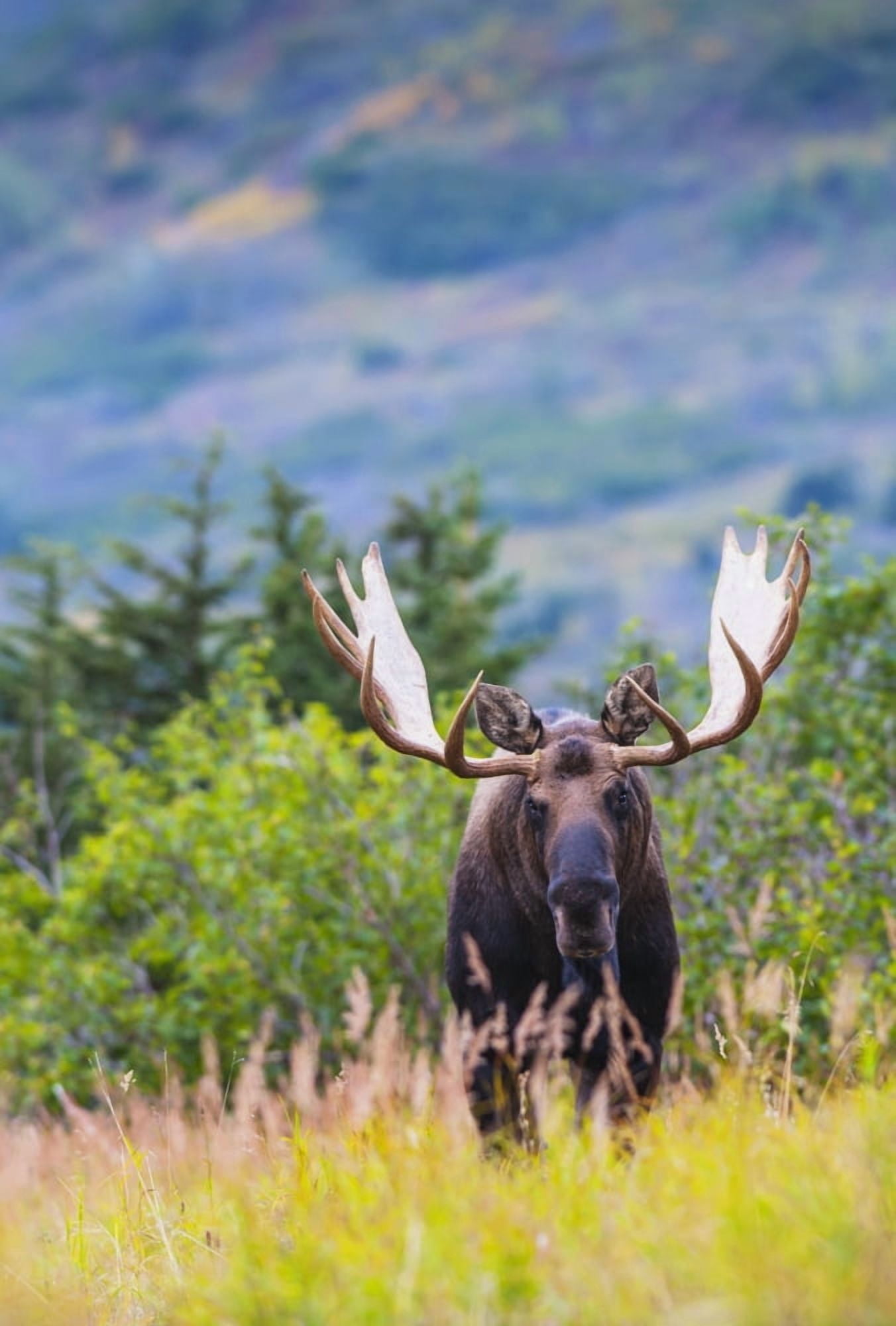 Large bull moose standing in brush near Powerline Pass in the Chugach State Park near Anchorage Southcentral Alaska Canvas Art - Michael Jones Design Pics (24 x 36)