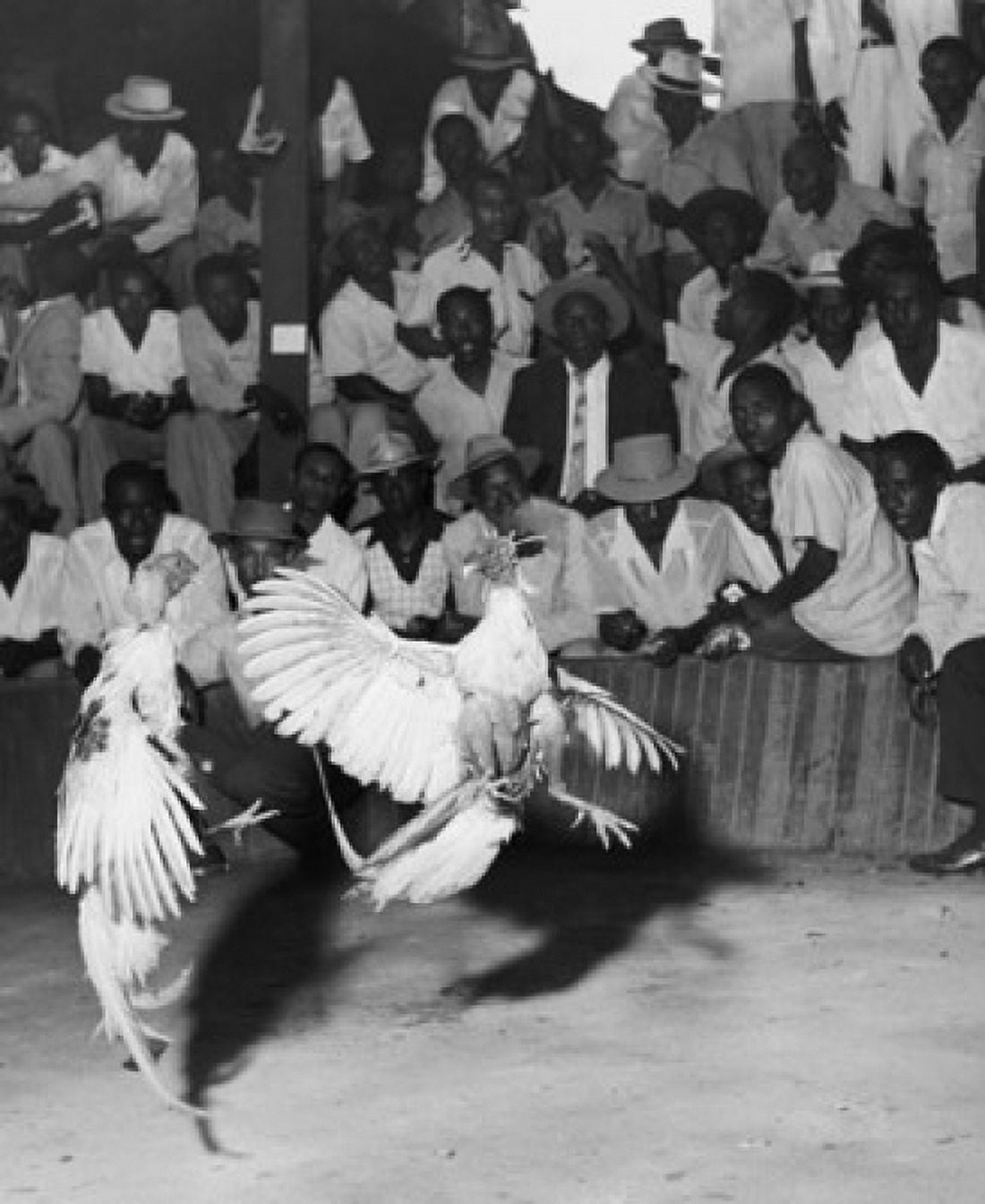 Large group of people watching cock fighting Haiti Canvas Art -  (18 x 24)