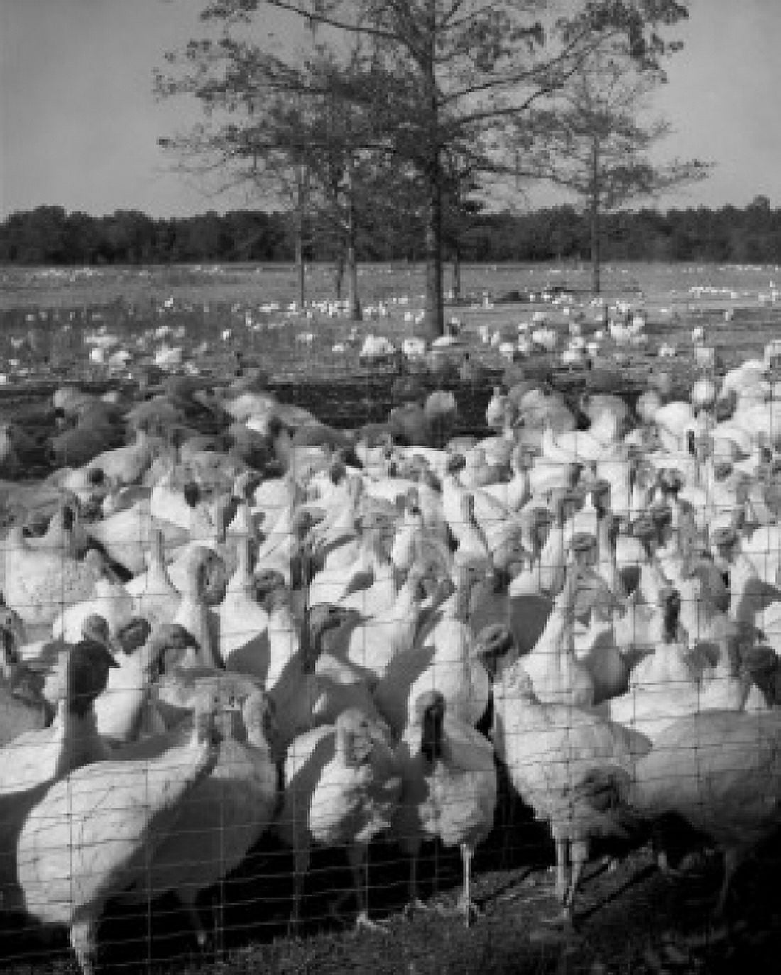 Large group of turkeys in enclosure Canvas Art - (18 x 24)