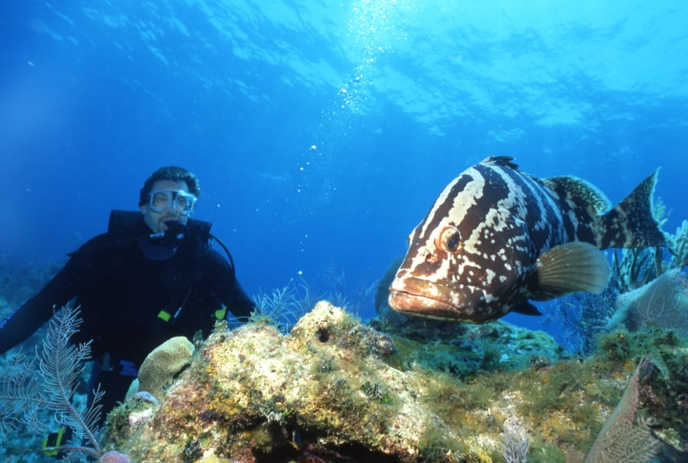 Large grouper and scuba diver Cayman Brac Cayman Islands Canvas Art - Beverly FactorStocktrek Images (17 x 12)