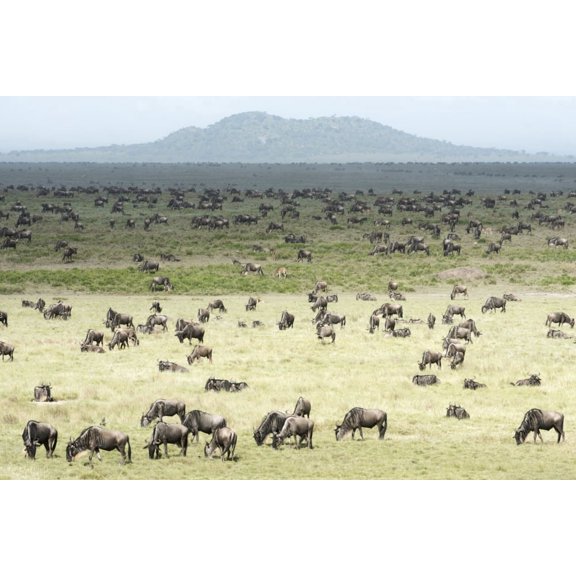 Large herd of Wildebeest (Connochaetes taurinus) grazes on the Serengeti short grass plains near Ndutu Ngorongoro Crater Conservation Area Tanzania Canvas Art - Kenneth Whitten Design Pics (38 x 24)