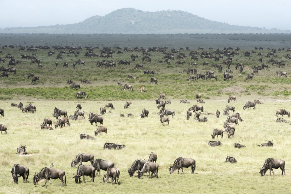 Large herd of Wildebeest (Connochaetes taurinus) grazes on the Serengeti short grass plains near Ndutu Ngorongoro Crater Conservation Area Tanzania Canvas Art - Kenneth Whitten Design Pics (19 x 12)